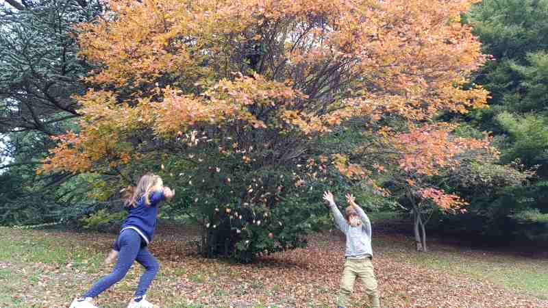 foliage_bambini_parcoburcina
