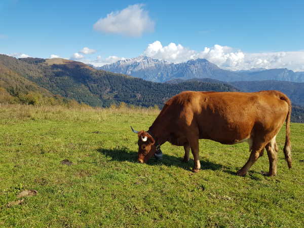 animali al pascolo colma di sormano