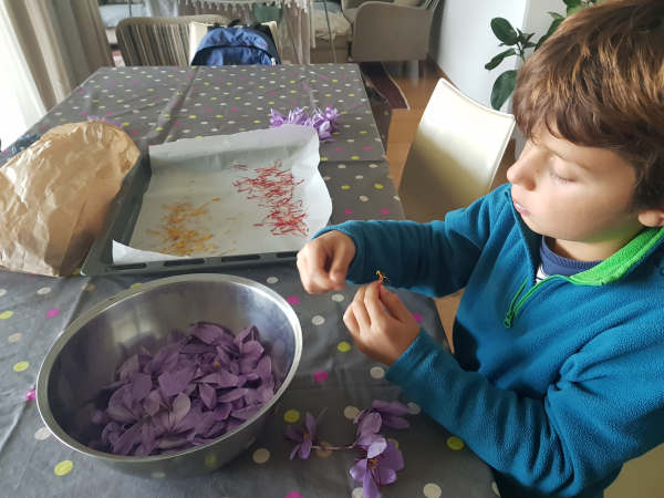 essicazione dello zafferano in casa campo zafferano brianza 4