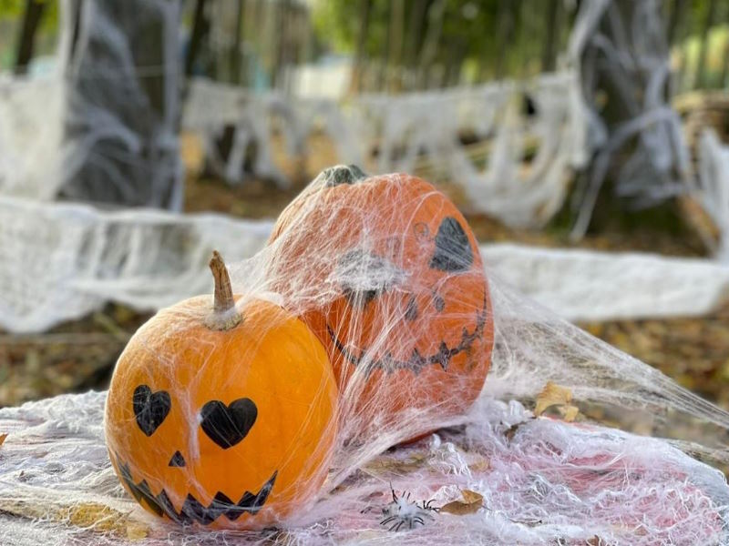 halloween picchiobosco 24