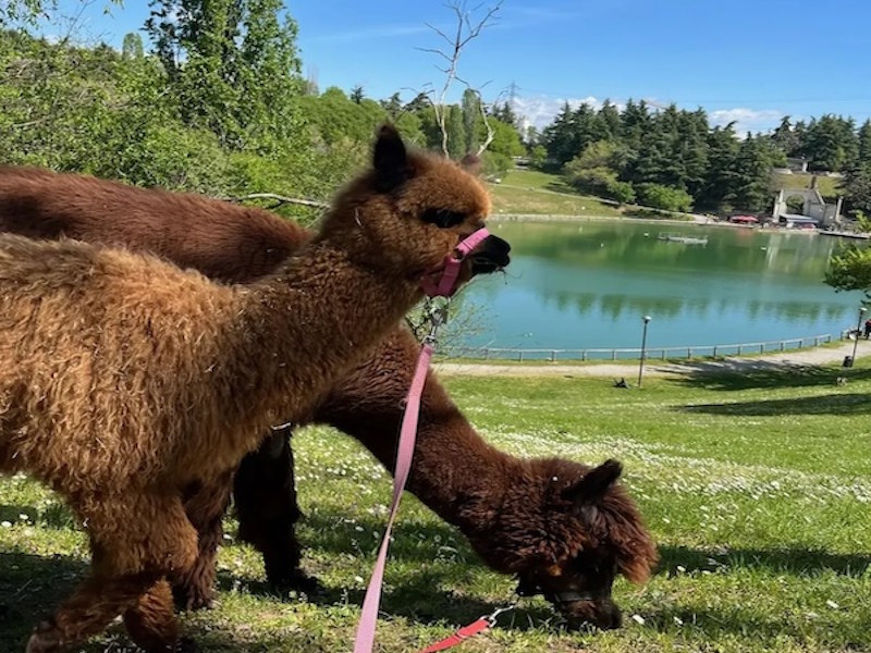 TREKKING ALPACA MONZA
