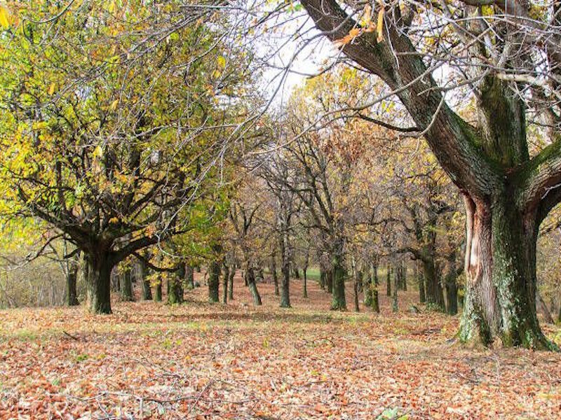 castagneto rezzago