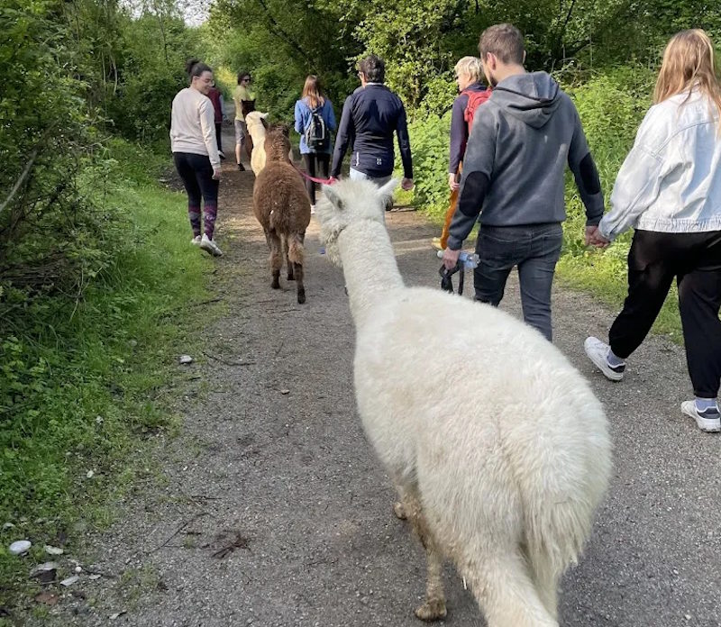 passeggiata ALPACA MONZA4