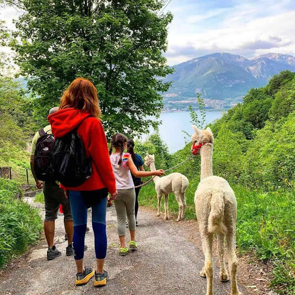 Passeggiata con alpaca al Lago dIseo in Valcamonica