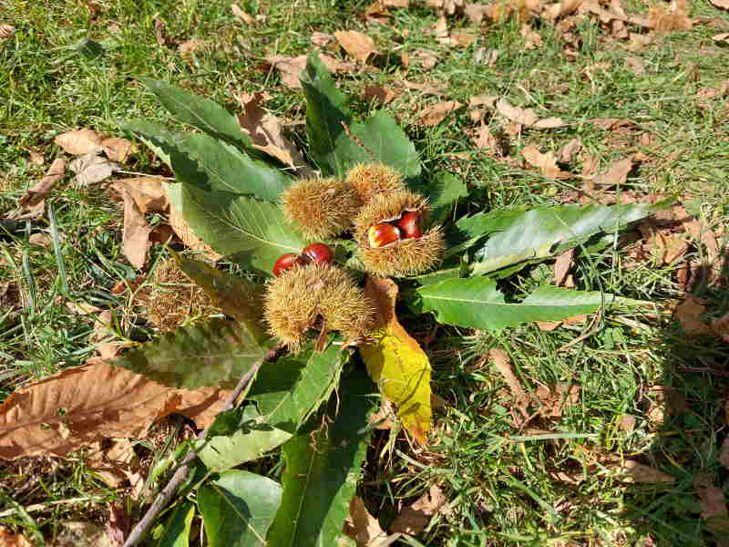castagne caglio bambini