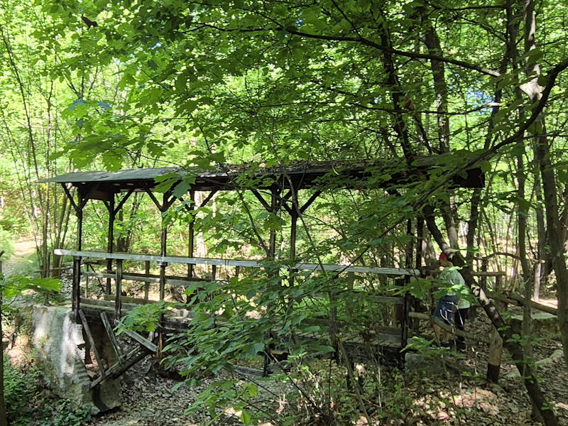 ponticelli bosco cabiate.2jpg