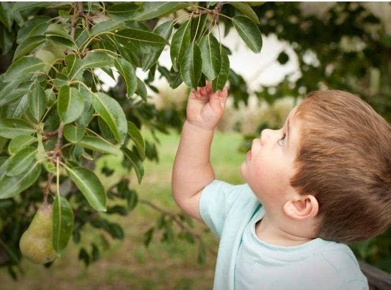 albero pero bambino